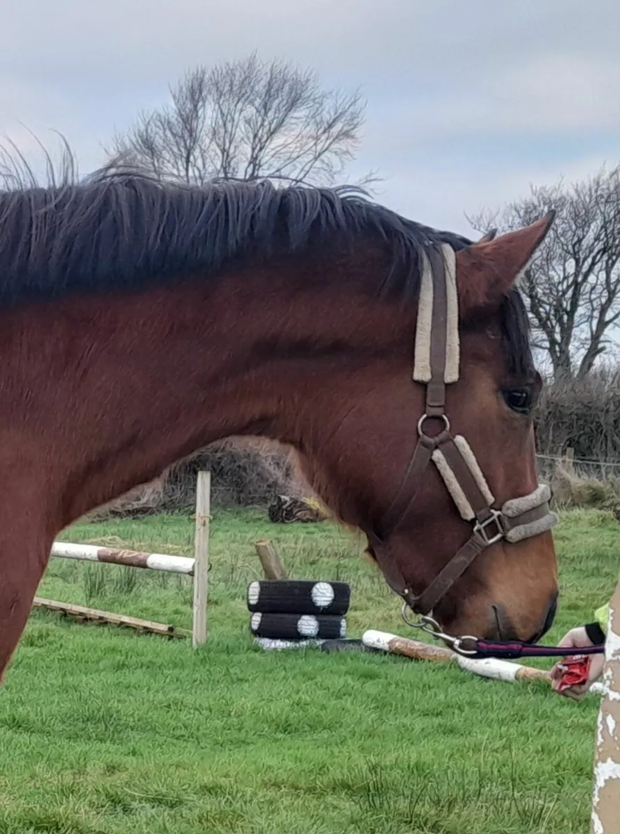 By Moylough Supremacy - Image 2