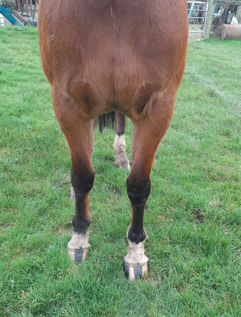 By Moylough Supremacy - Image 3