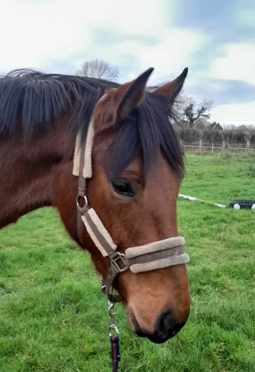 By Moylough Supremacy - Image 4