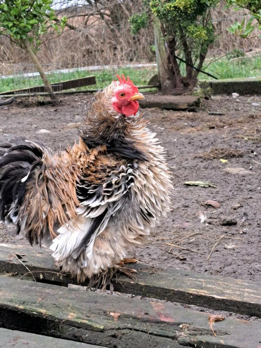 Ducks, roosters - Image 1