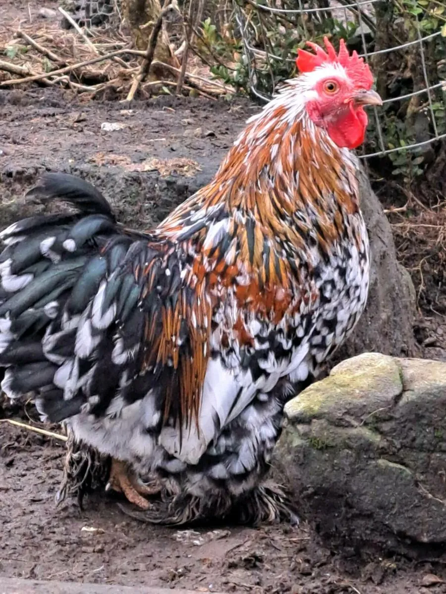 Ducks, roosters - Image 2