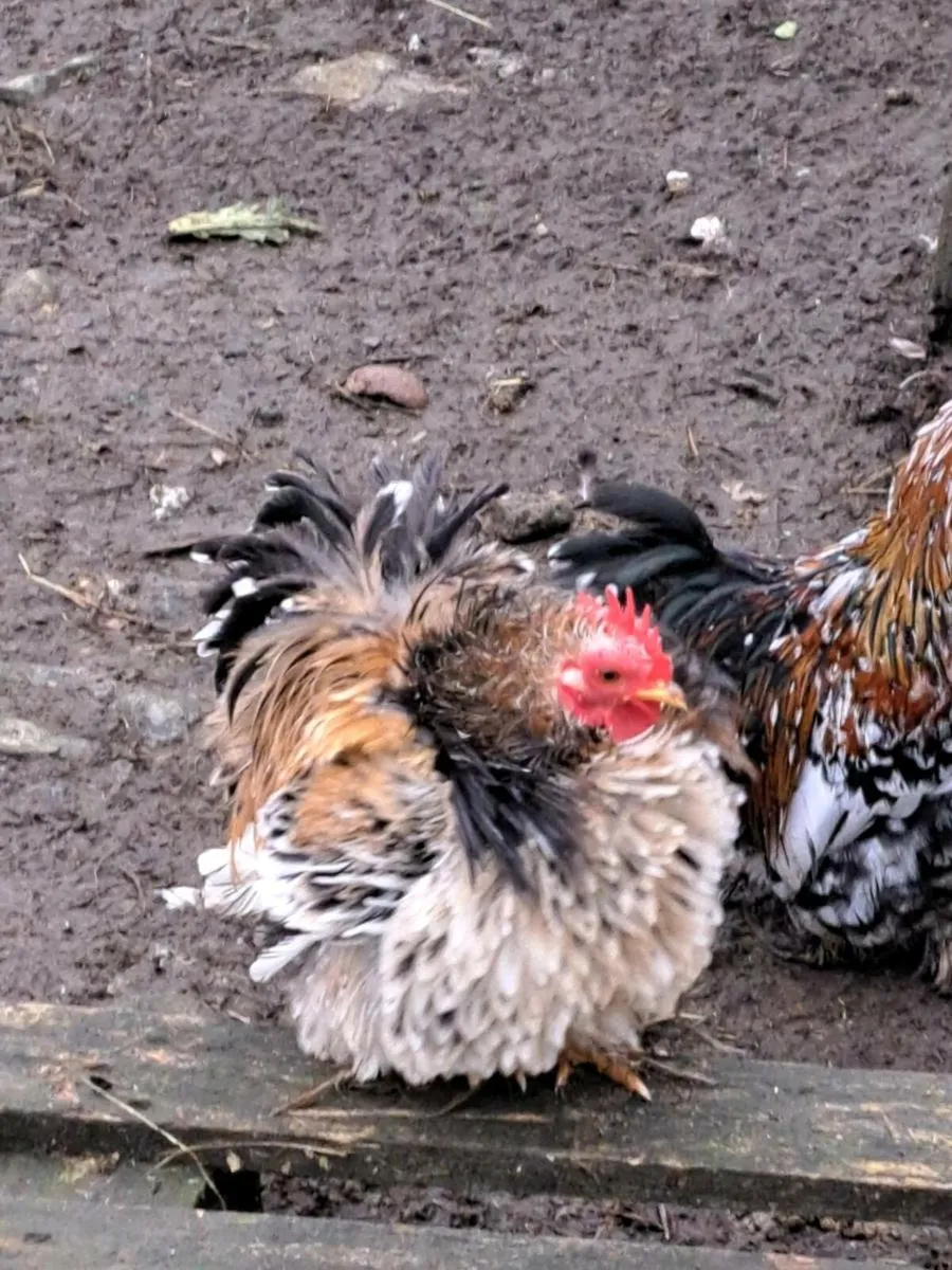 Ducks, roosters - Image 3