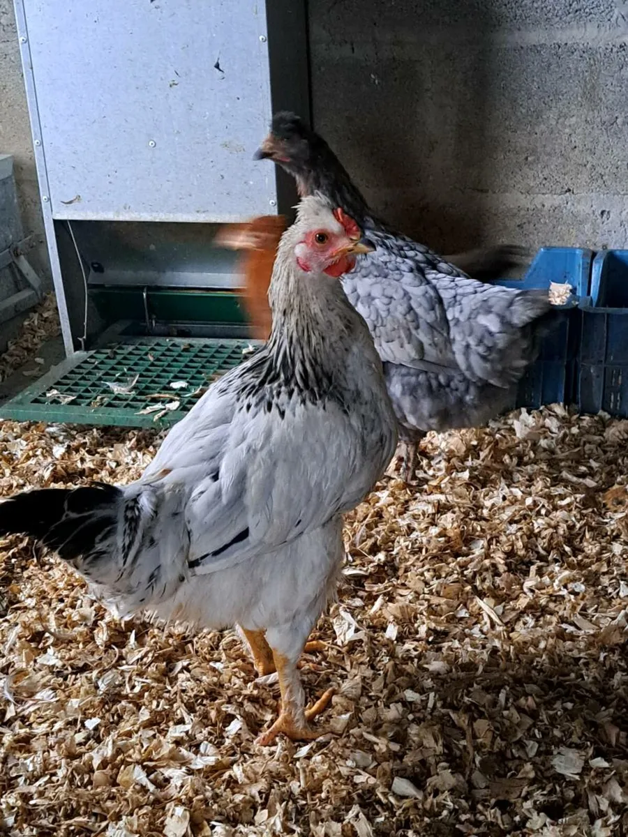 Ducks, roosters - Image 4