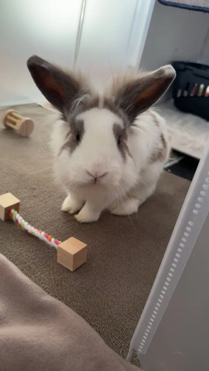 Neutered male rabbit - Image 1