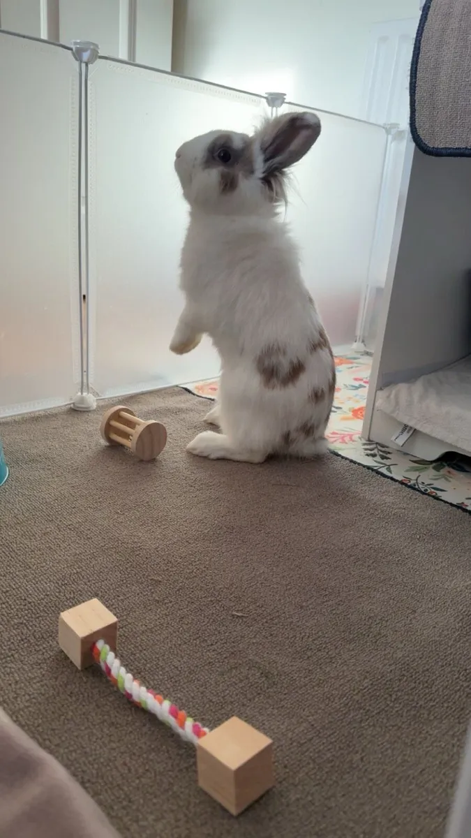 Neutered male rabbit - Image 2