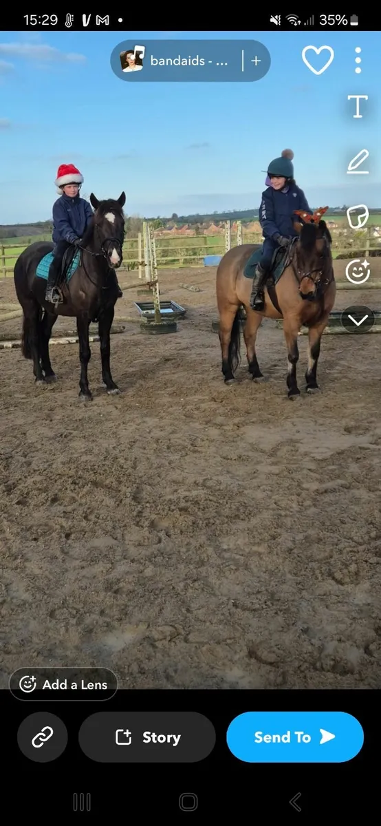 Chocolate dun connie x - Image 2