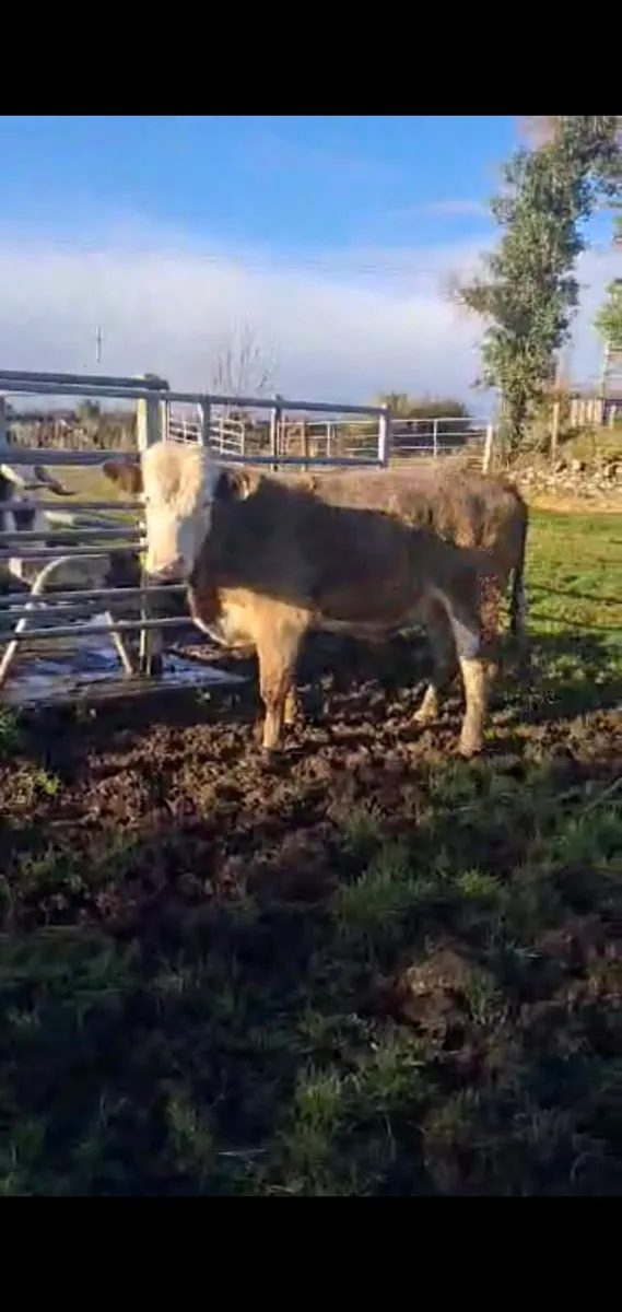 Vacectomised teaser for sale - Image 2