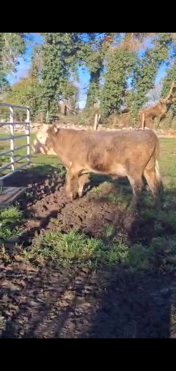 Vacectomised teaser for sale - Image 3