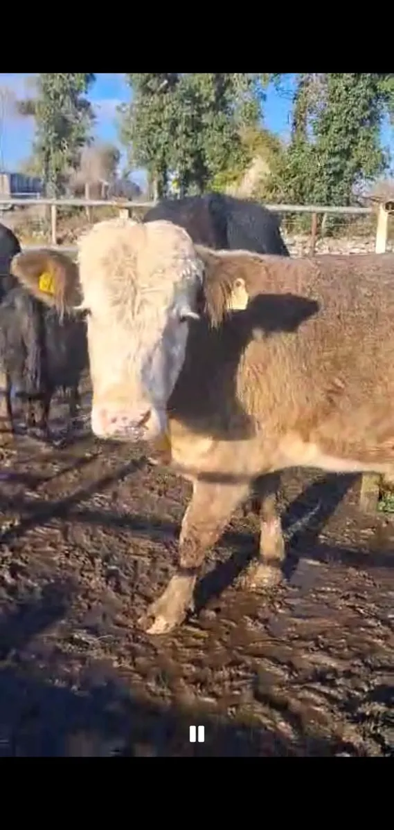 Vacectomised teaser for sale - Image 4