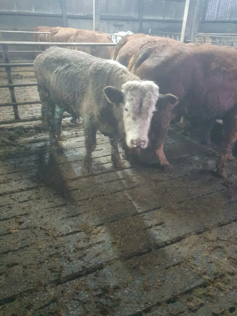 Vacectomised teaser for sale - Image 1