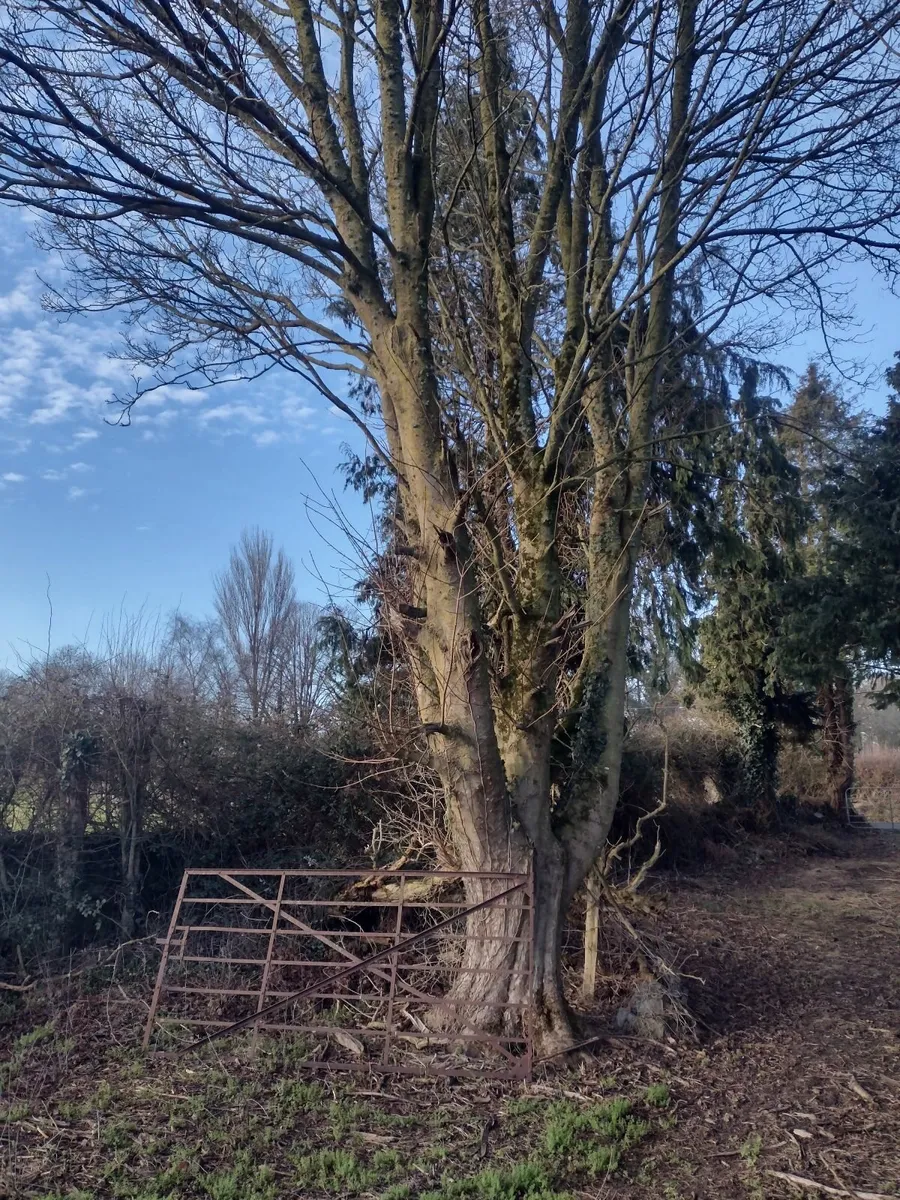 25+ Trees for firewood - Image 1