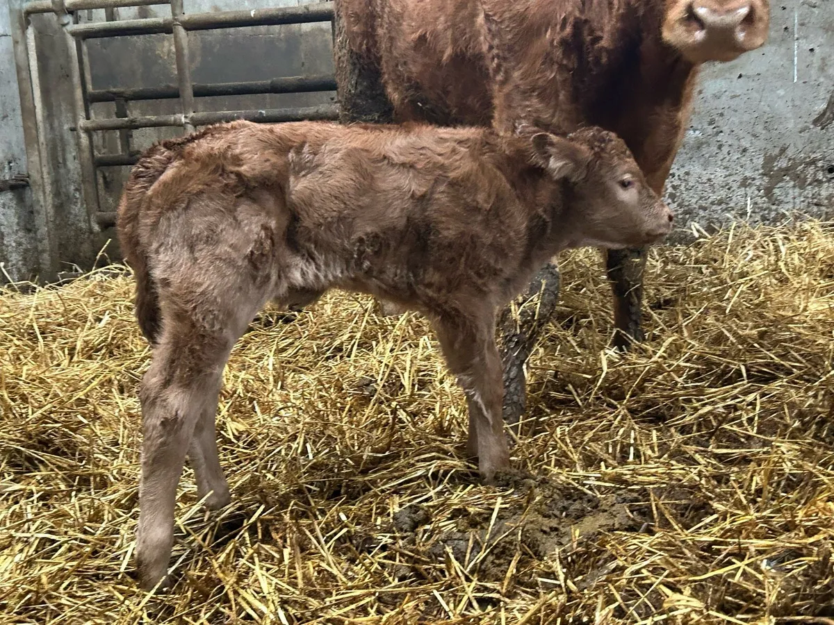 5 star genotyped calved heifer - Image 2