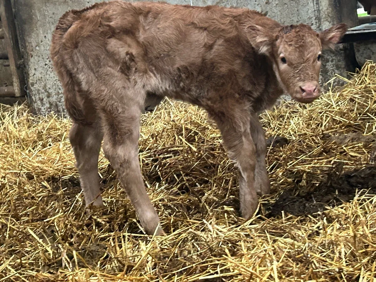 5 star genotyped calved heifer - Image 3