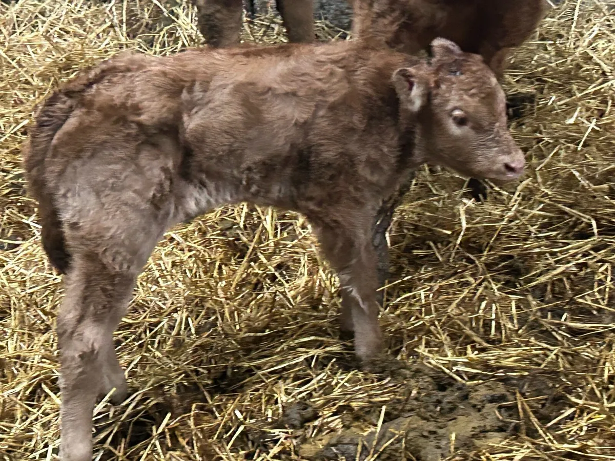 5 star genotyped calved heifer - Image 4