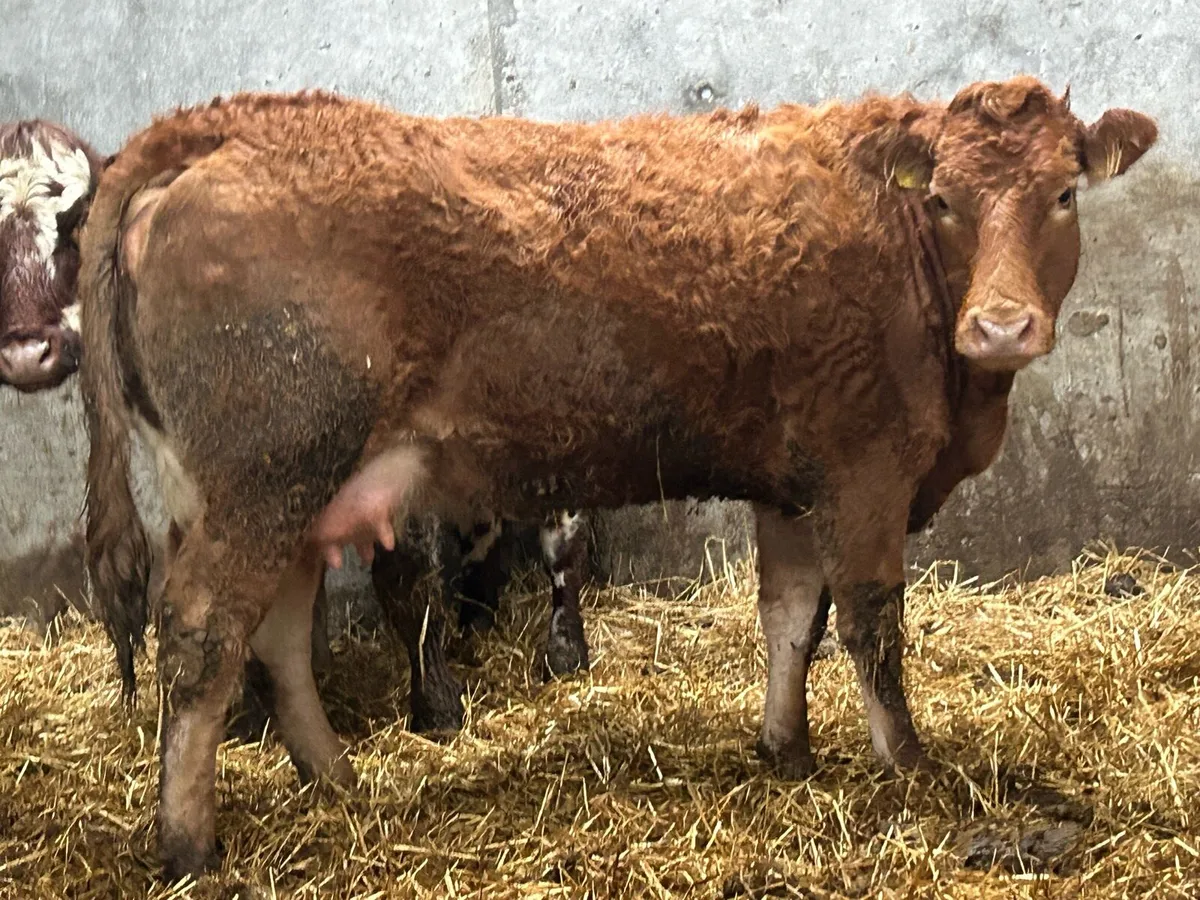 5 star genotyped calved heifer - Image 1