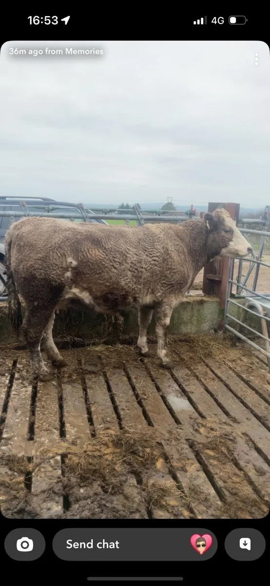 In calf heifer - Image 1