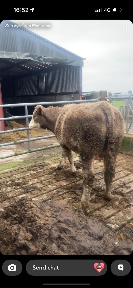 In calf heifer - Image 2