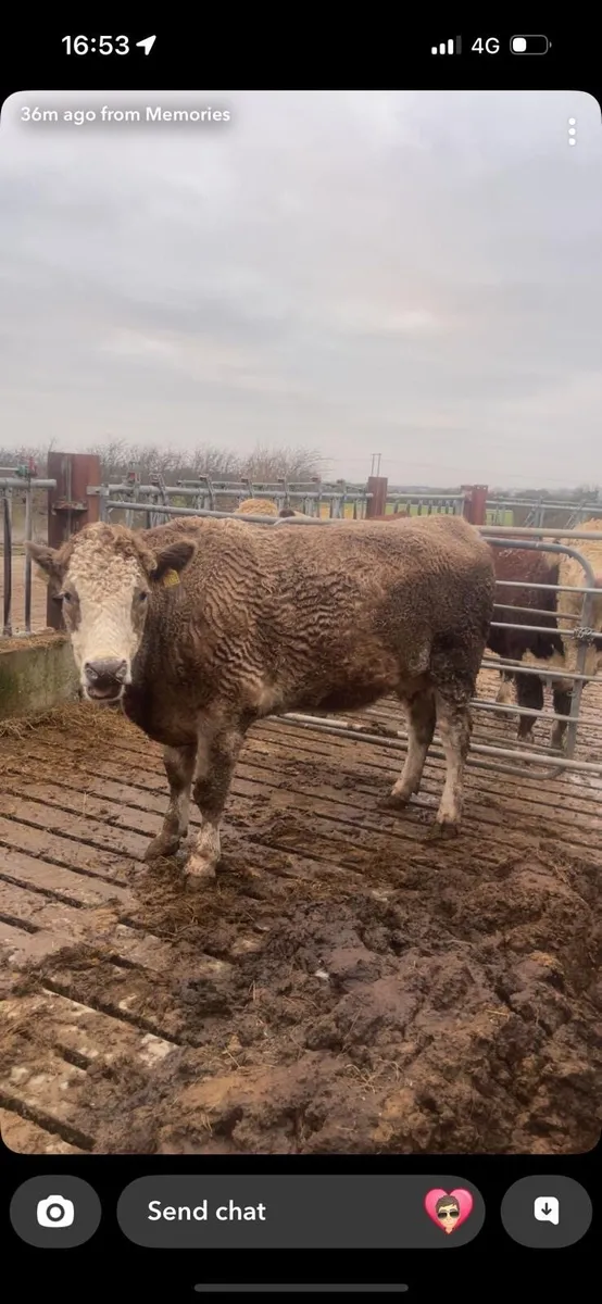 In calf heifer - Image 3