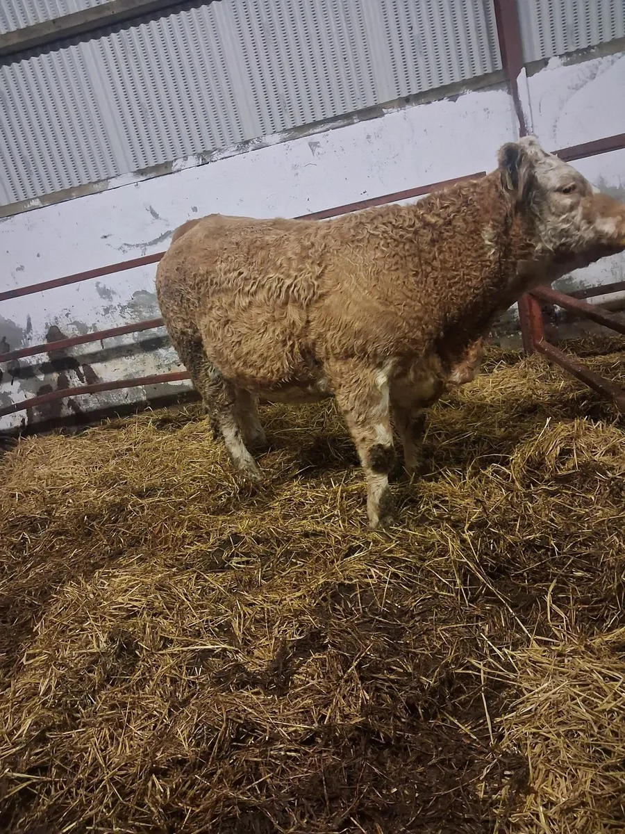 First calving heifer great marking,s - Image 1