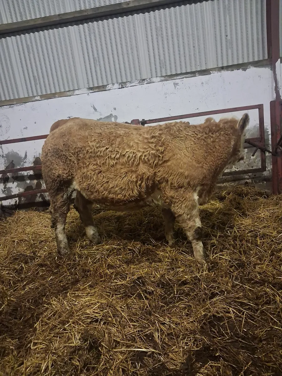 First calving heifer great marking,s - Image 2