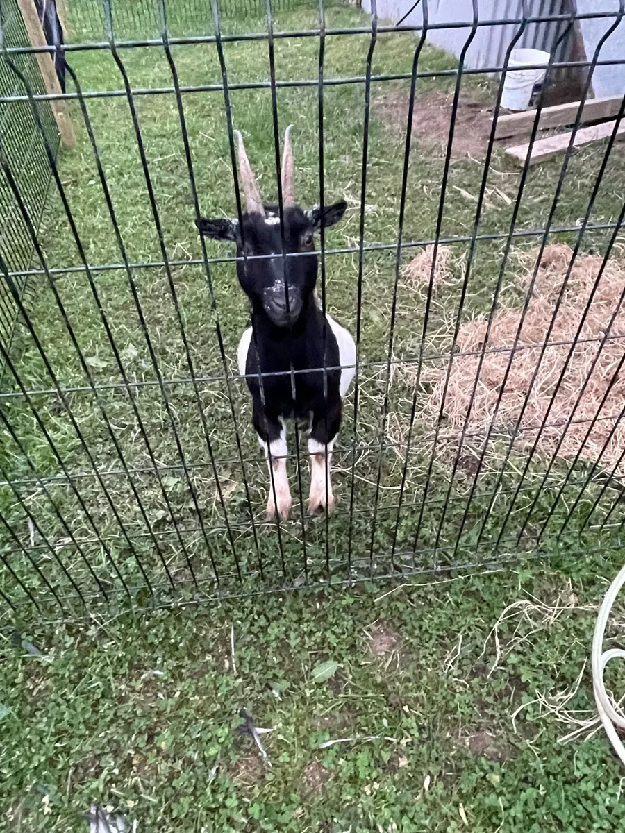 Female Pygmy’s and male kid - Image 1