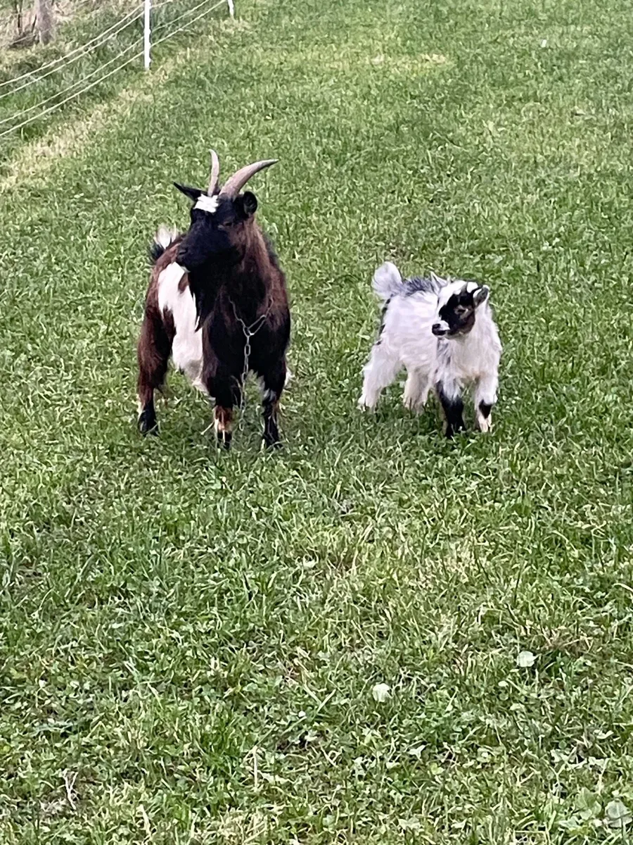 Female Pygmy’s and male kid - Image 3