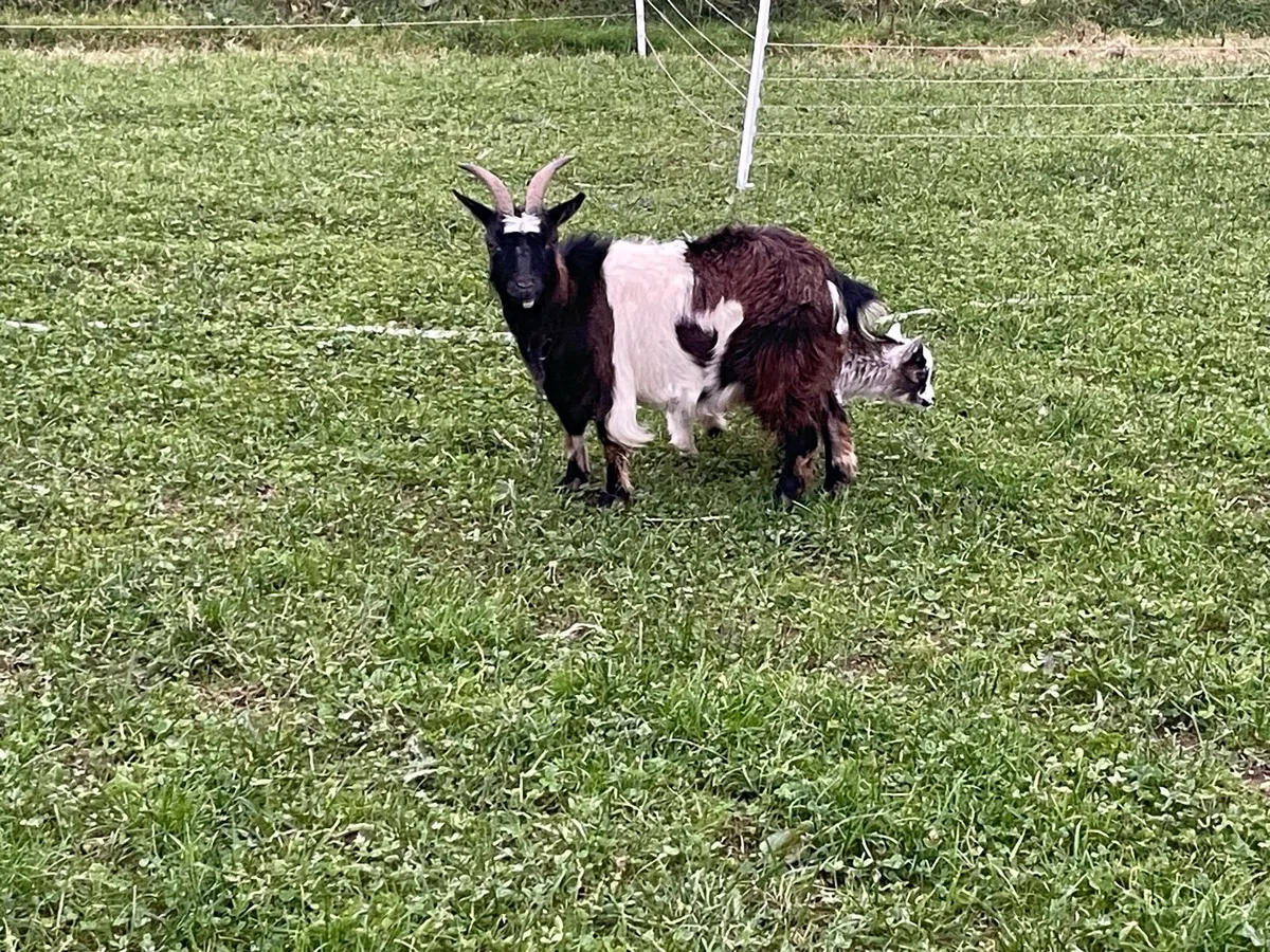 Female Pygmy’s and male kid - Image 4