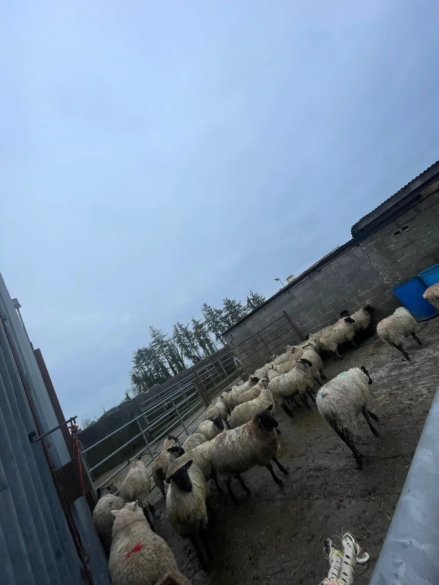 Weather lambs - Image 1