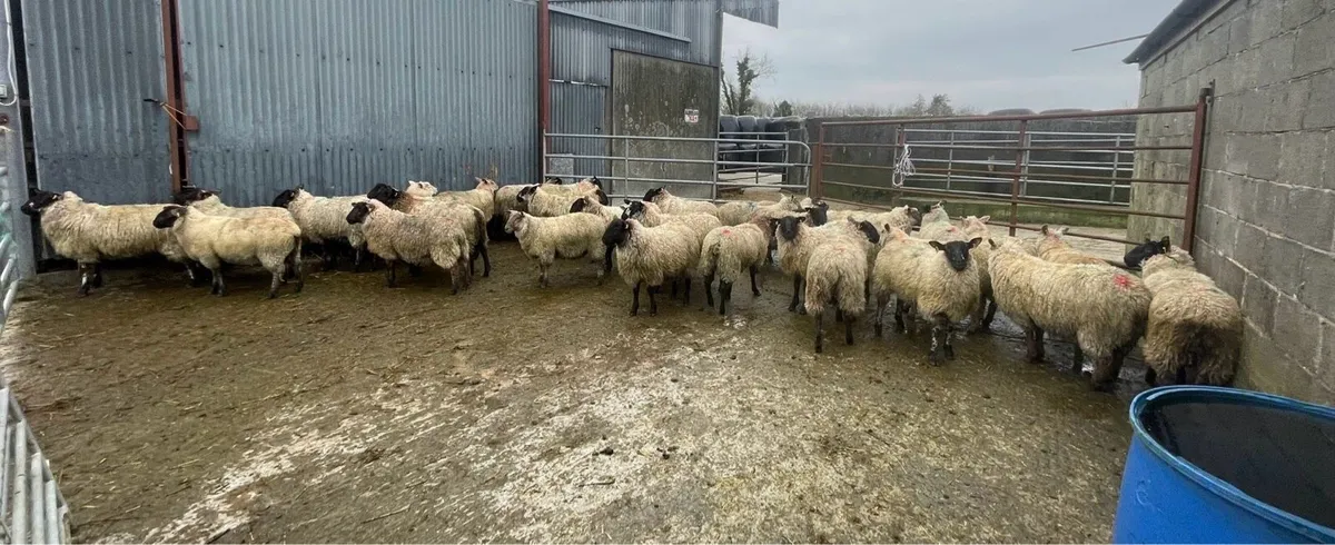 Weather lambs - Image 2