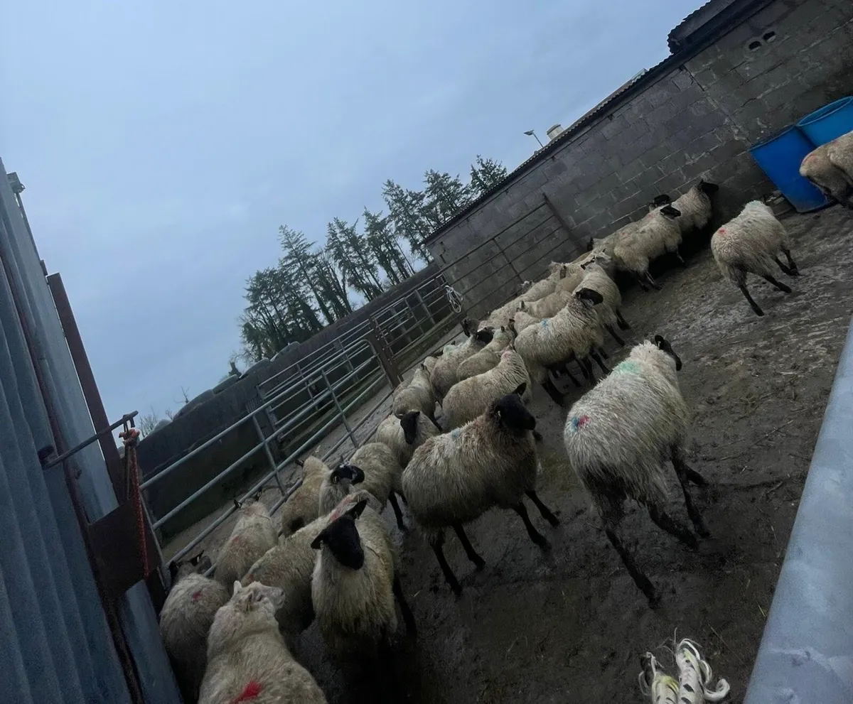 Weather lambs - Image 3