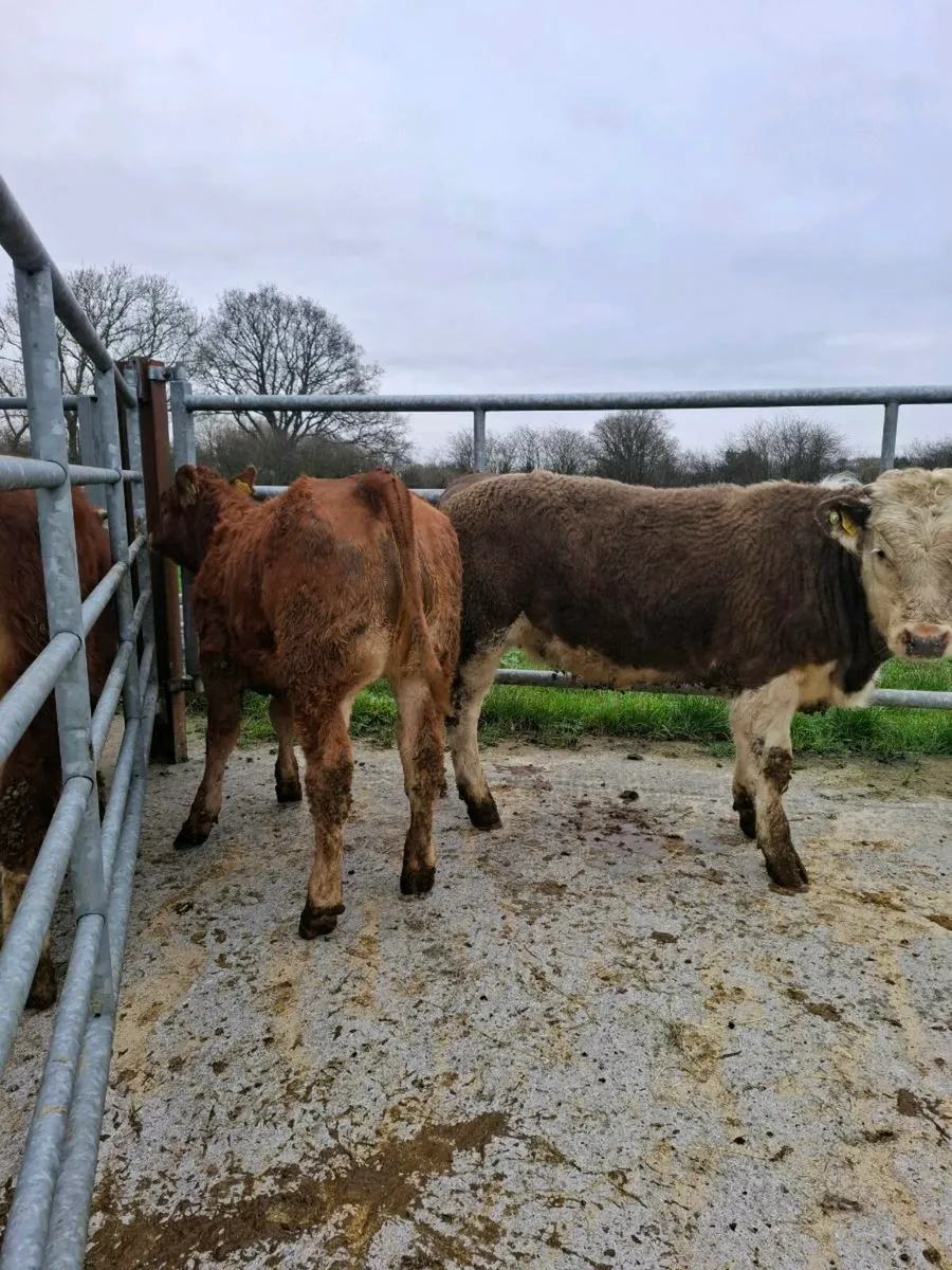 2 sweet heifer weanlings - Image 3