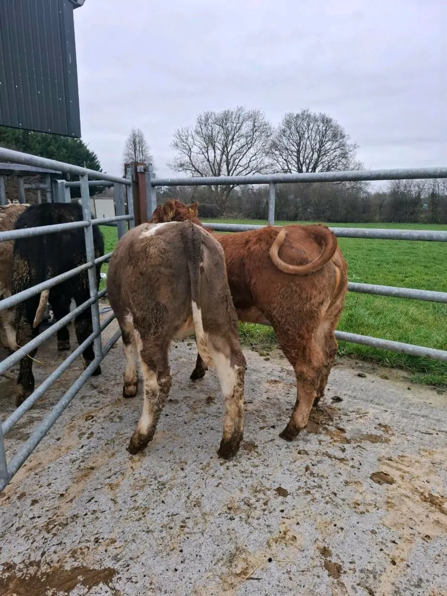 2 sweet heifer weanlings - Image 4