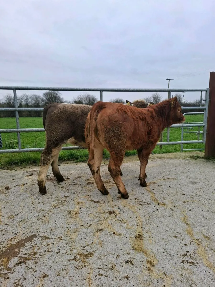 2 sweet heifer weanlings - Image 1