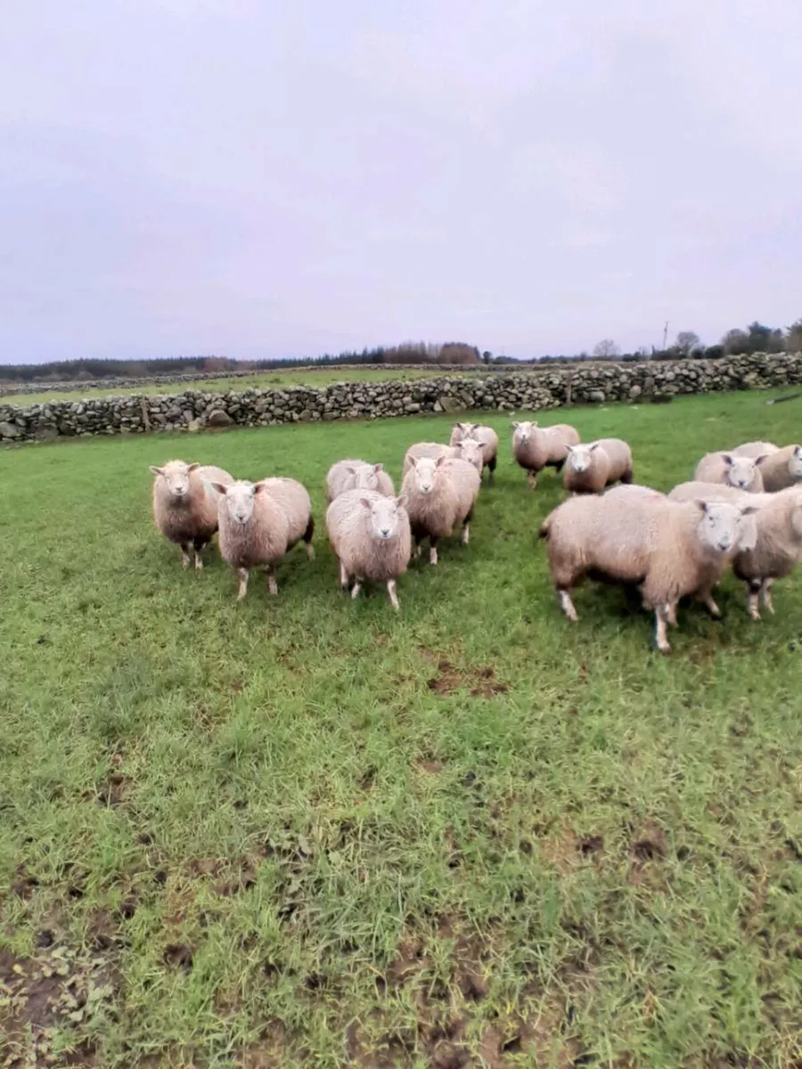 Ewe lambs - Image 1