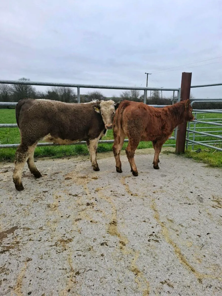 2 sweet heifer weanlings - Image 2