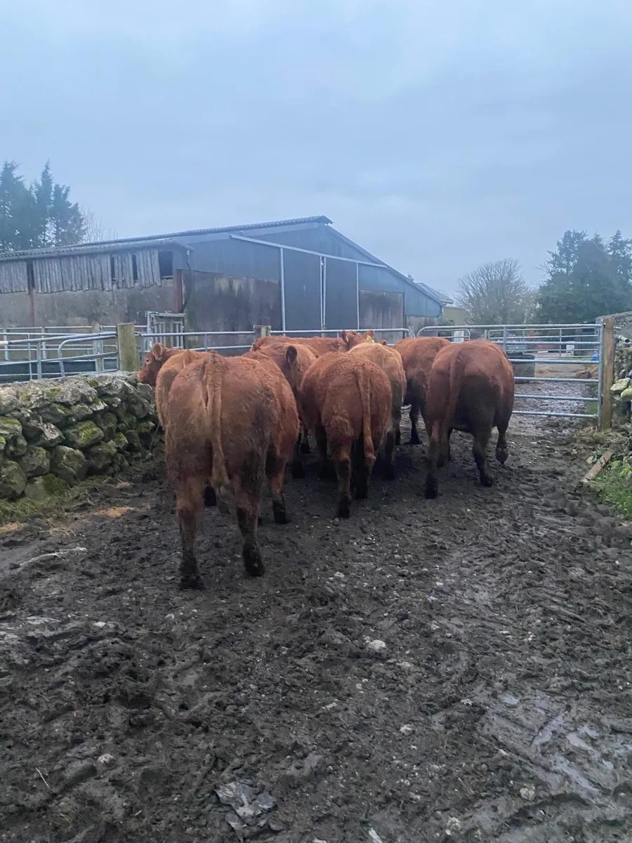 In Calf Heifers - Image 3