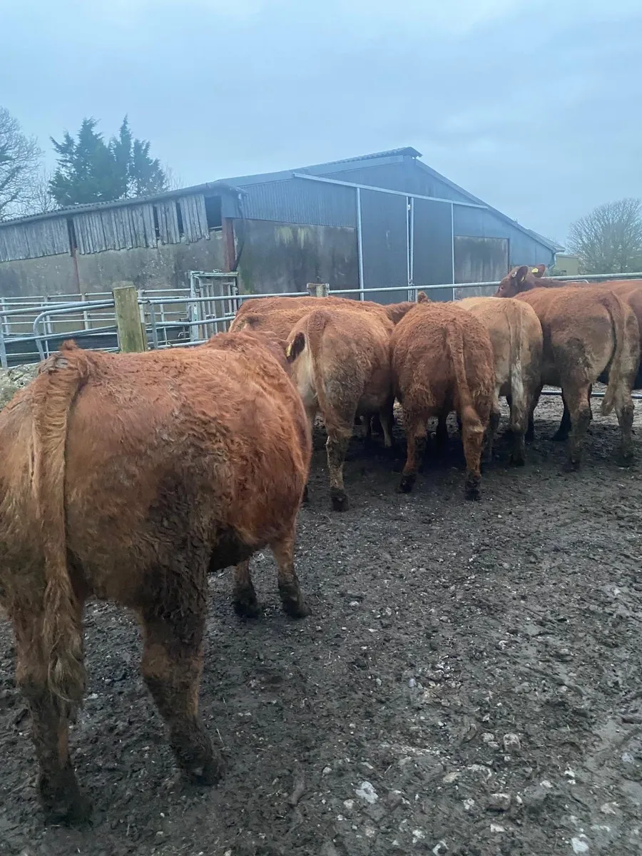 In Calf Heifers - Image 1