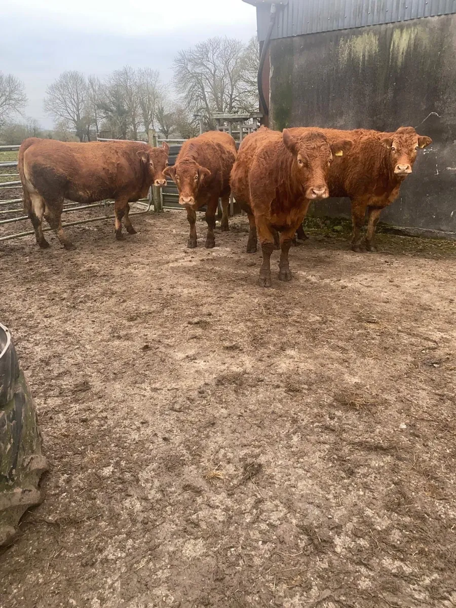 In Calf Heifers - Image 4