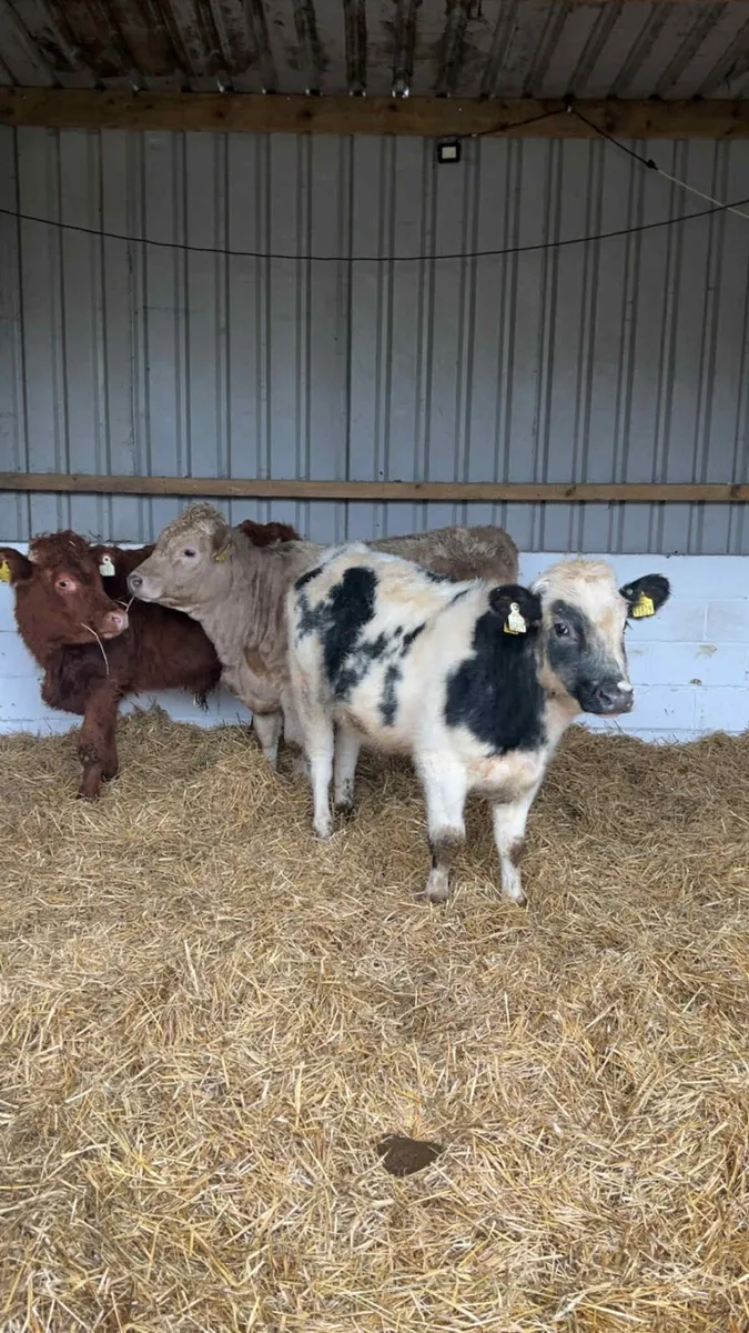 3 Continental Bulls - Image 1