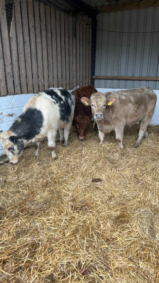 3 Continental Bulls - Image 2
