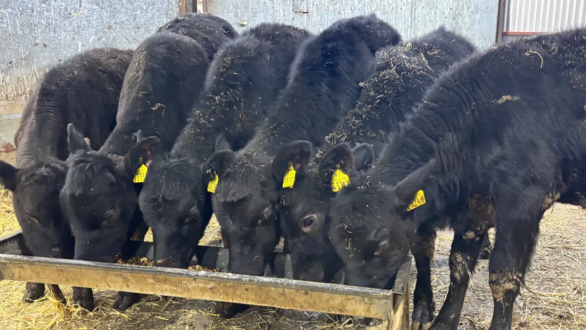 6 Aberdeen Angus Heifer Runners - Image 1