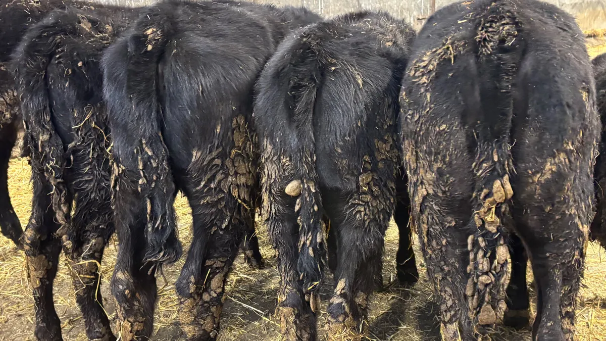 6 Aberdeen Angus Heifer Runners - Image 2