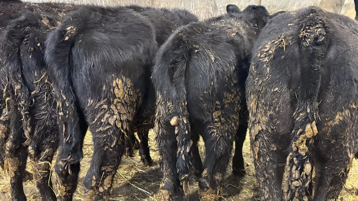 6 Aberdeen Angus Heifer Runners - Image 4