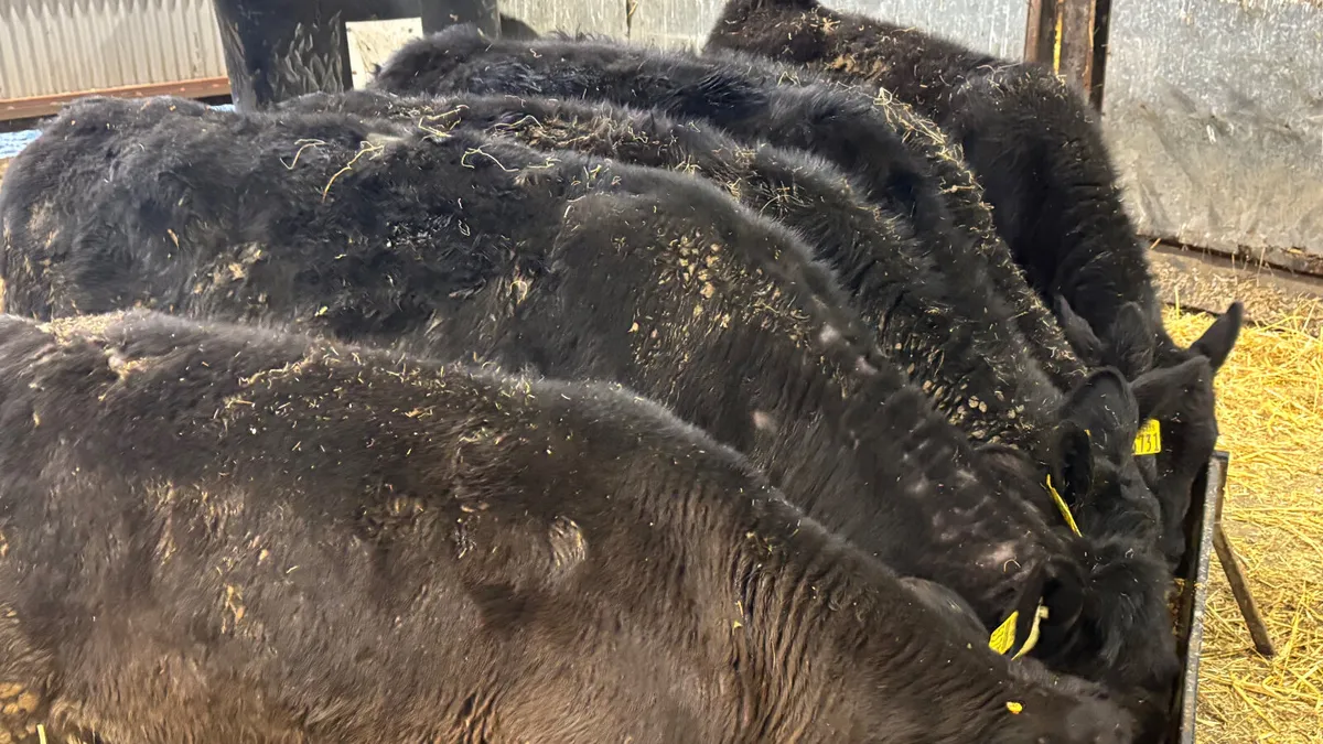 6 Aberdeen Angus Heifer Runners - Image 3