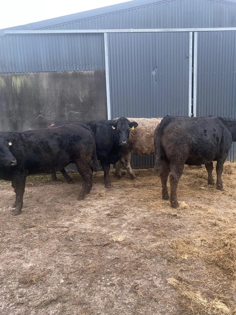 In Calf Heifers - Image 2