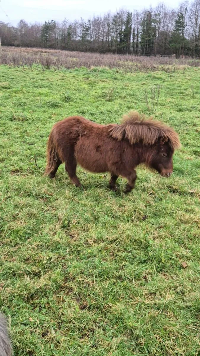 Miniature Filly - Image 1