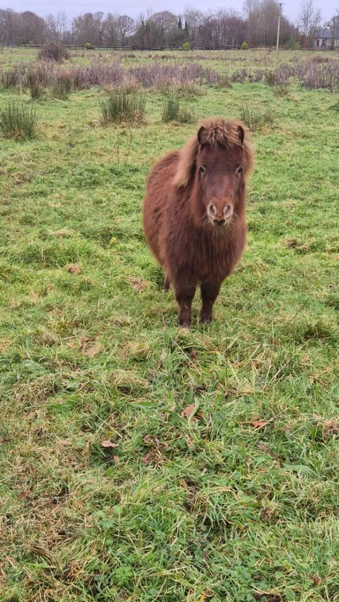 Miniature Filly - Image 2