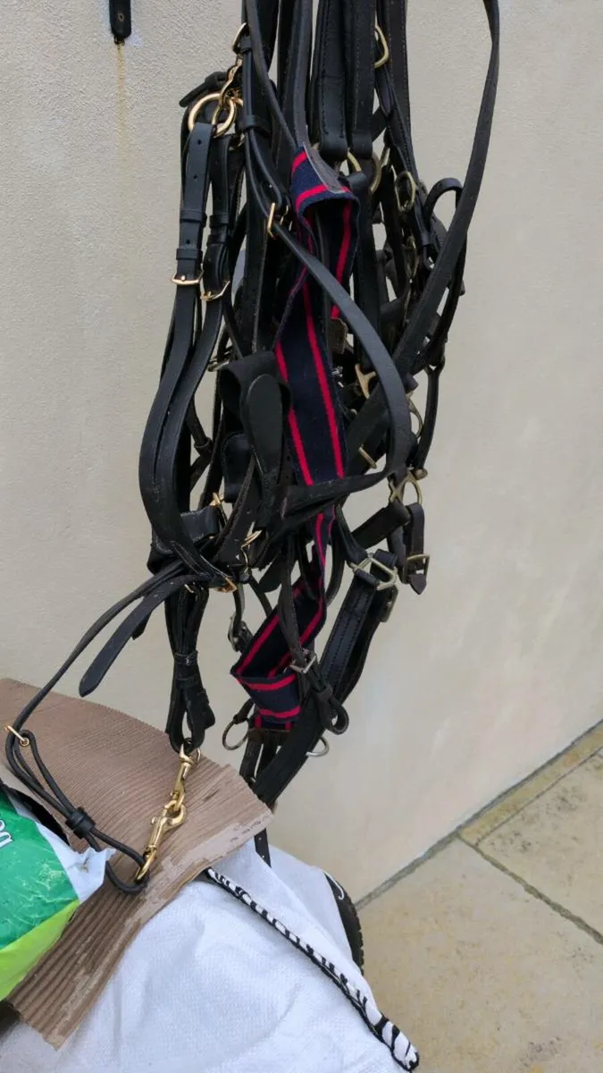 Martingales and girths - Image 3