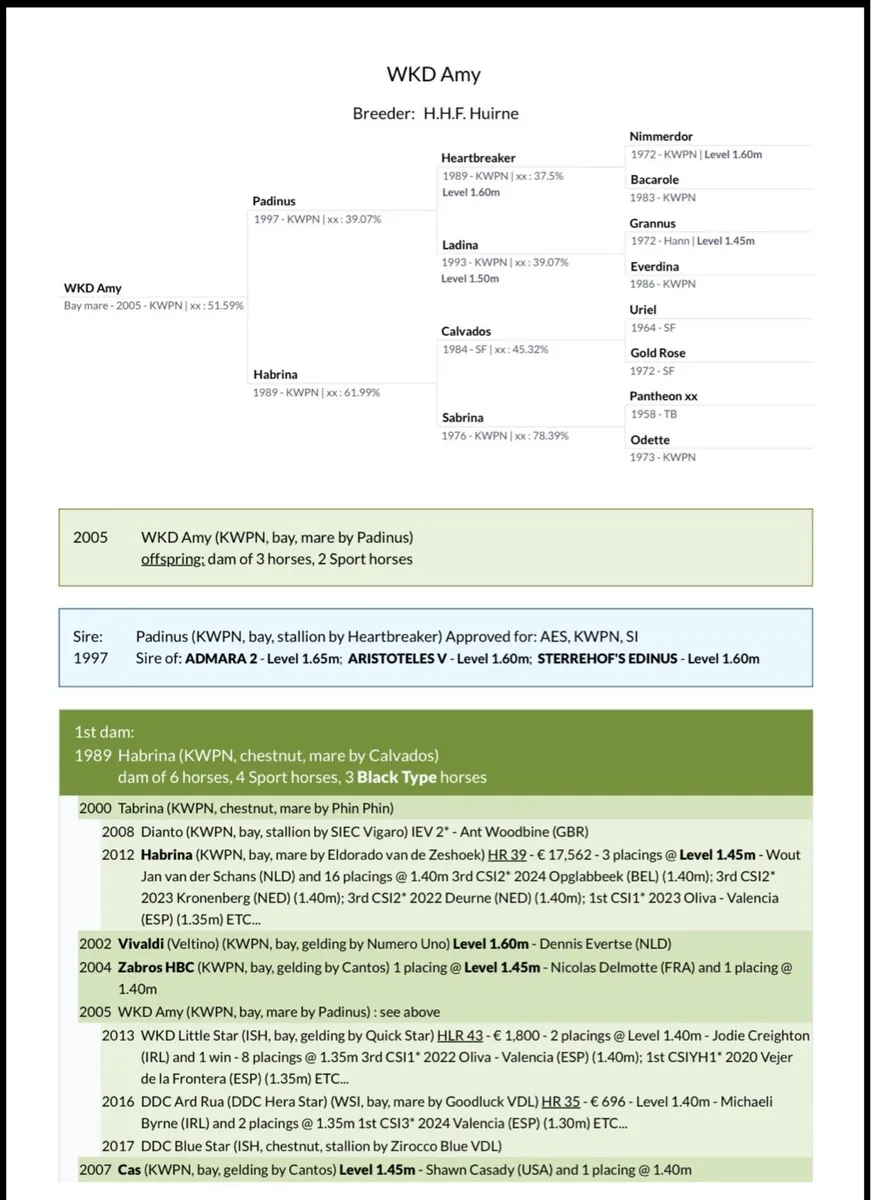 4 Year old Mare - Sligo Candy Boy x Padinus - Image 4