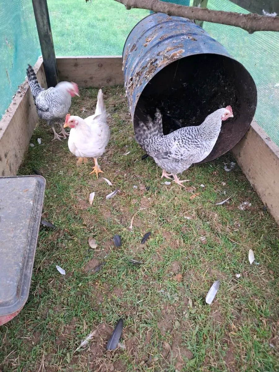 Three young roosters for sale